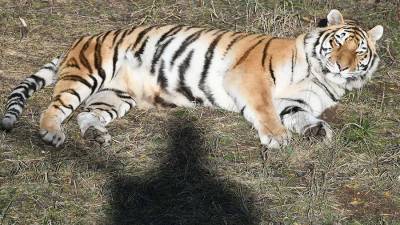 Единую базу обитающих в РФ амурских тигров представят в 2022 году