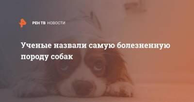 Сергей Горшков - Ученые назвали самую болезненную породу собак - ren.tv - Новосибирск - Швеция