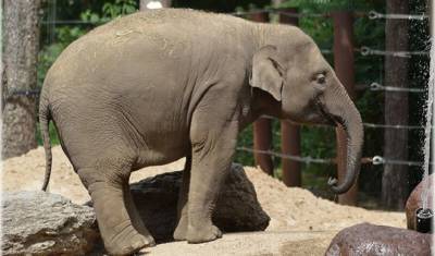 На Шри-Ланке запретили управлять слонами «подшофе»
