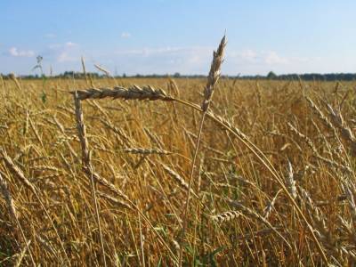 Россия стала крупнейшим экспортёром зерна