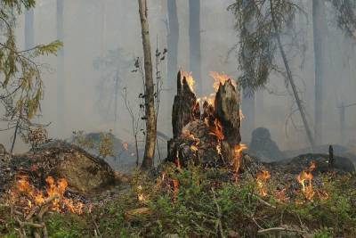 В Башкирии горят леса на площади свыше 2,7 тысяч гектаров
