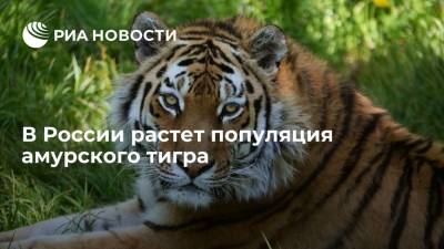 Директор центра "Амурский тигр" Арамилев: более 600 амурских тигров обитают в России