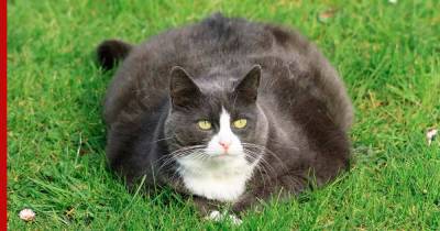 Похудеть под присмотром ветеринара: что делать, если кошка стала толстой