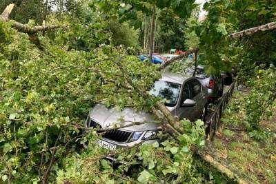 Разбушевавшийся ветер повалил деревья на автомобили в двух районах Петербурга