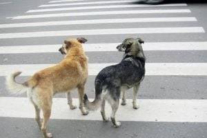Показала пример: в Киеве собака перешла дорогу по "зебре" и попала на ВИДЕО
