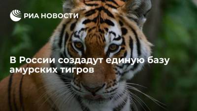 Директор центра "Амурский тигр" Арамилев: единая база амурских тигров появится в 2022 году