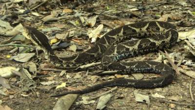 В Бразилии нашли змею, яд которой препятствует коронавирусу