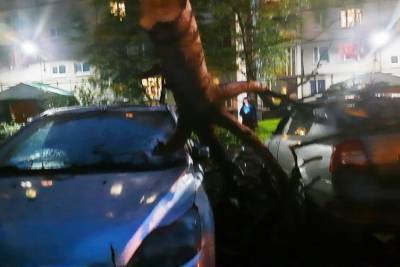 Упавшие из-за ветра деревья побили машины в Тверской области