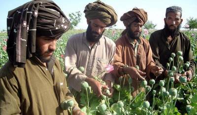 Талибы обещают покончить с наркотиками. Или наркотики покончат с талибами