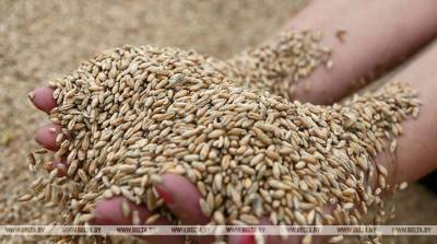 Аграрии Брестской области намолотили более 1,3 млн т зерна