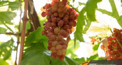 Фермеры недовольны ценой закупа винограда: губернатор Арарата пообещал решить проблему