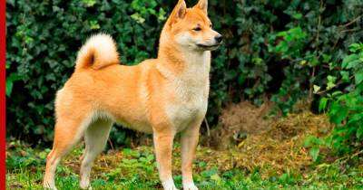 Сиба-ину: как завоевать преданность и уважение этой своенравной собаки