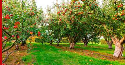 Как ухаживать за яблоней осенью: советы садоводам
