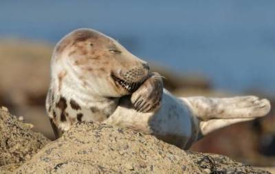 Comedy Wildlife Photography Awards опубликовала самые комичные фото животных