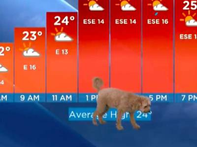 В Канаде пес помог ведущему рассказать прогноз погоды(видео)