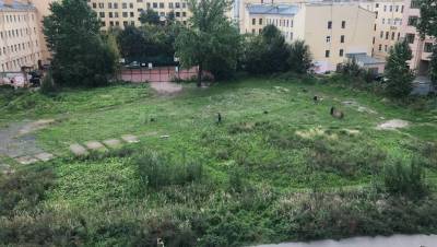 Общественный сад на Петроградской стороне скосили по анонимной жалобе