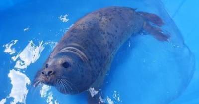 В Калининградской области в море отпустили четырёх тюленят (видео)