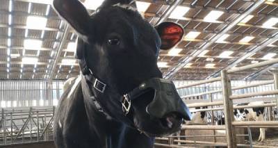 На коров наденут фильтрующие маски в связи с потеплением