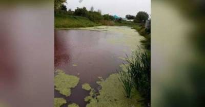 Жители Волгоградской области пожаловались на багровую воду в реке Перевозинке