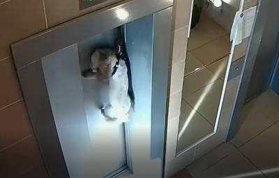 Лифт поехал, собака осталась: сосед чудом спас пса безалаберной хозяйки
