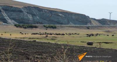 Цены на корма растут, на говядину – падают: чем грозит зима фермерам и экономике Армении