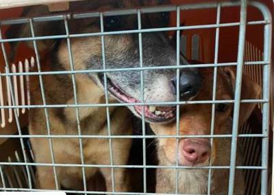 Полиция разоблачила на Киевщине нелегальный приют для собак