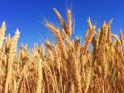 На Украине заявили о рекордном урожае зерновых со времён Киевской Руси