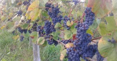Свое вино. В последние годы в Латвии растут площади виноградников