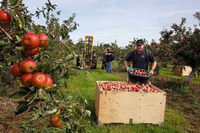 Украинские заробитчане отказываются приезжать в Польшу на сбор яблок: фрукты продают задешево