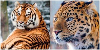 Дальневосточных леопардов и амурских тигров миновала угроза исчезновения