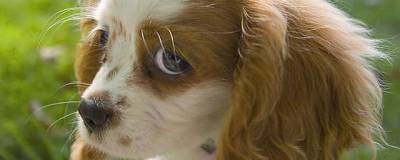 Ученые Уппсальского университета назвали самую болезненную породу собак