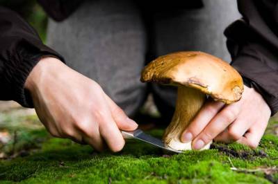 Срезать или выкручивать: новосибирский миколог объяснила правила сбора грибов