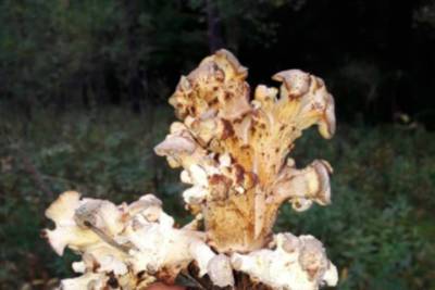 Редкий ветвистый гриб нашли в лесу Новосибирской области