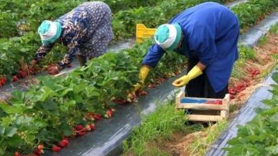 Украинские заробитчане не хотят ехать в Польшу собирать яблоки: что будет с урожаем
