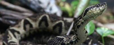 Яд бразильской змеи жараракусу оказался эффективным в борьбе с COVID-19