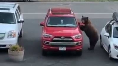 Бурый медведь забрался в припаркованный внедорожник в поисках еды