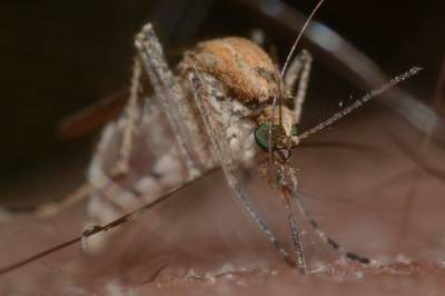 В Анапе из-за подтоплений отмечается нашествие комаров