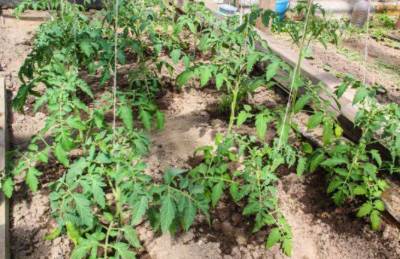 Сколько лет подряд можно сажать помидоры на одном месте: ответ удивит огородников