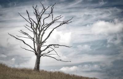 Ученые выяснили, как умирающие деревья влияют на углеродный цикл Земли и мира