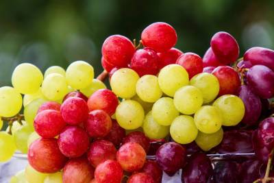 Самый вкусный виноград ДНР вырастили в Харцызске