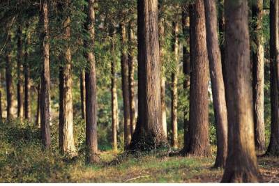 Заблудившуюся в лесах Новгородской области бабушку ищут третьи сутки