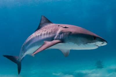 Мужчина погиб в результате нападения Акулы у восточного побережья Австралии
