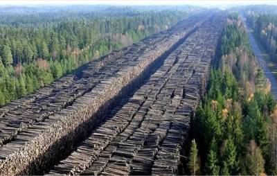 Удачи вам черные лесорубы, подавись Китай русским лесом. Только цены верните