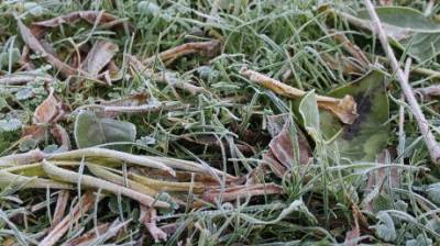 Жителей Пензенской области предупредили о заморозках