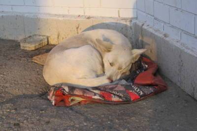 Бездомные собаки нашли приют возле саратовских школ