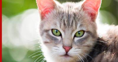 Болезнь или характер: почему кошка не мяукает