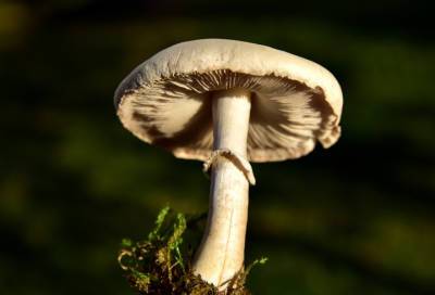 Огромный белый гриб обнаружили в Выборгском районе Ленобласти