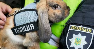 Как в Зверополисе. В Instagram появилась страница первого в Украине кролика-копа (фото)