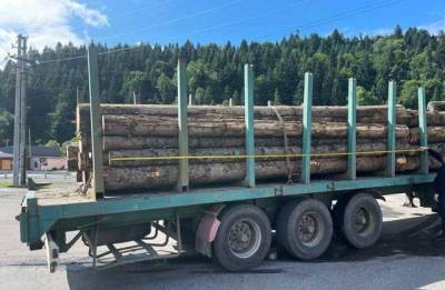 В Сколе из военного лесхоза пытались незаконно вывезти ценную древесину