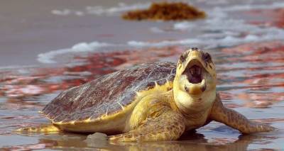 На турецком курорте на туристку напала морская черепаха